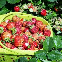 РАССАДА КЛУБНИКА РЕД ГАНТЛЕТ горшок-с1