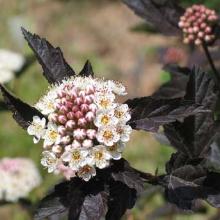 ПУЗЫРЕПЛОДНИК КАЛИНОЛИСТНЫЙ ДИАБОЛО горшок-с2