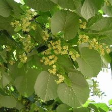 ЛИПА   горшок-с10