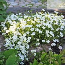 ПЕСЧАНКА ГОРНАЯ горшок-с1