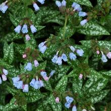 МЕДУНИЦА САХАРНАЯ ЛЕОПАРД горшок-p9