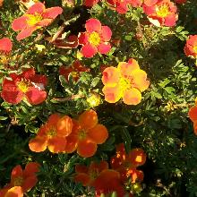 ЛАПЧАТКА РЕД ДЖОКЕР горшок-с2