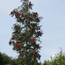 Нажмите чтобы увеличить изображение