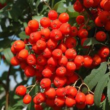 РЯБИНА ОБЫКНОВЕННАЯ ФАСТИГИАТА горшок-с20