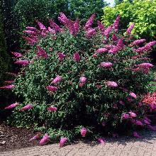 БУДДЛЕЯ ДАВИДА ПИНК ДЕЛАЙТ горшок-с2