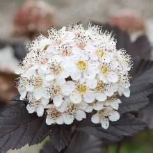 ПУЗЫРЕПЛОДНИК КАЛИНОЛИСТНЫЙ РЕД БАРОН горшок-с2