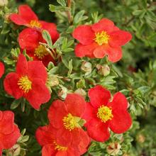 ЛАПЧАТКА РЕД РОБИН горшок-с2