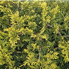 МОЖЖЕВЕЛЬНИК СРЕДНИЙ ПФИТЦЕРИАНА ОЛД ГОЛД горшок-с3