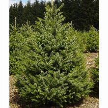 ЕЛЬ СЕРБСКАЯ горшок-с60