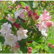 ВЕЙГЕЛА РОЗЕА горшок-с3