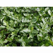 Нажмите чтобы увеличить изображение