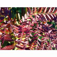 Нажмите чтобы увеличить изображение