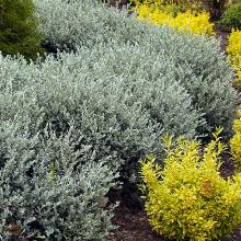 ИВА ПОЛЗУЧАЯ НИТИДА горшок-с2