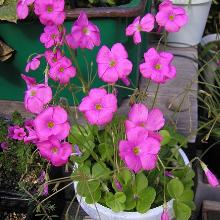 ОКСАЛИС ЛАСИАНДРА горшок-с1 флос