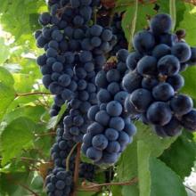 ВИНОГРАД ПЛОДОВЫЙ МАРИНОВСКИЙ горшок-с1