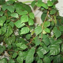 Нажмите чтобы увеличить изображение