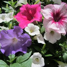 ПЕТУНИЯ АМПЕЛЬНАЯ горшок-p9 флос