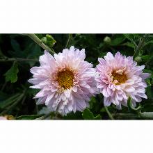 Нажмите чтобы увеличить изображение