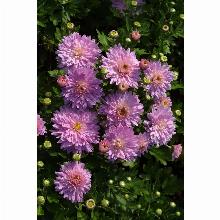 Нажмите чтобы увеличить изображение