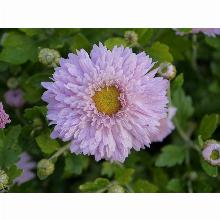 Нажмите чтобы увеличить изображение