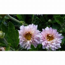 Нажмите чтобы увеличить изображение