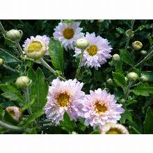 Нажмите чтобы увеличить изображение