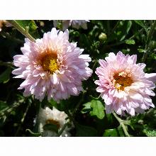 Нажмите чтобы увеличить изображение