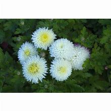 Нажмите чтобы увеличить изображение