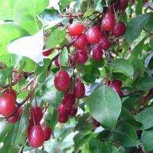 ЛОХ МНОГОЦВЕТКОВЫЙ ГУМИ горшок-с3