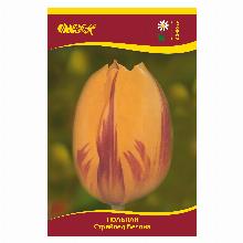 ТЮЛЬПАН СТРАЙПЕД БЕЛОНА 5шт-карточка