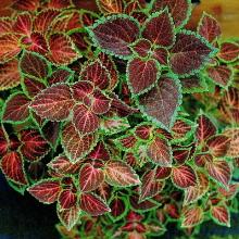 КОЛЕУС   горшок-с2 флос