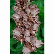 Нажмите чтобы увеличить изображение