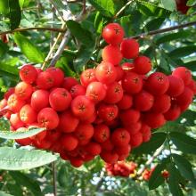 РЯБИНА ОБЫКНОВЕННАЯ  горшок-с10