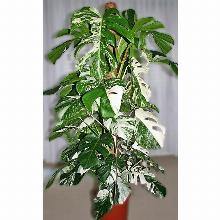 Нажмите чтобы увеличить изображение