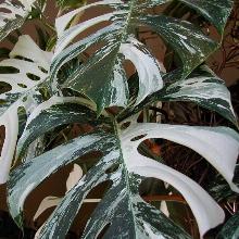 МОНСТЕРА ПЕСТРОЛИСТНАЯ горшок-с2 флос