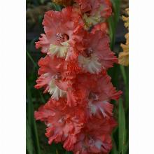 Нажмите чтобы увеличить изображение