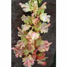 Нажмите чтобы увеличить изображение