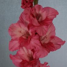 ГЛАДИОЛУС МАЛИКА 3шт-пакет