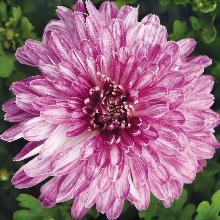 Нажмите чтобы увеличить изображение