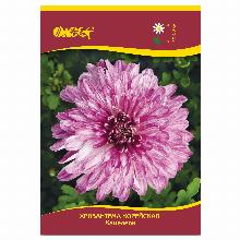 ХРИЗАНТЕМА КОРЕЙСКАЯ ХАМЕЛЕОН карточка