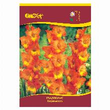 ГЛАДИОЛУС КАРАМЕЛЛО 3шт-карточка