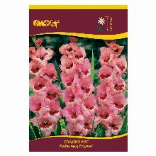 ГЛАДИОЛУС ВАЙН ЭНД РОУЗЕС 3шт-карточка