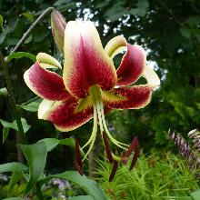 Нажмите чтобы увеличить изображение