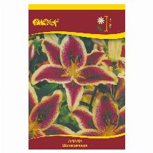 ЛИЛИЯ ШАХЕРЕЗАДА ОТ-ГИБРИД 2шт-карточка