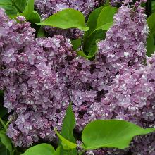 СИРЕНЬ КАТЕРИНА ХАВЕМЕЙЕР  туба