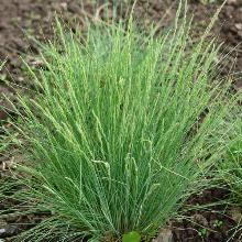 ОВСЯНИЦА ВАЛИЙСКАЯ ГЛАУКАНТА карточка