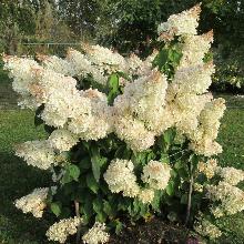 ГОРТЕНЗИЯ МЕТЕЛЬЧАТАЯ ГРАНДИФЛОРА туба