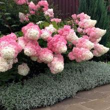 ГОРТЕНЗИЯ МЕТЕЛЬЧАТАЯ ВАНИЛЛА ФРЕЙЗ туба