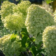 ГОРТЕНЗИЯ МЕТЕЛЬЧАТАЯ ЛАЙМЛАЙТ туба