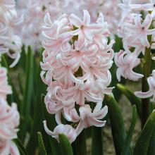 ГИАЦИНТ ЛЕДИ ДЕРБИ горшок-p9